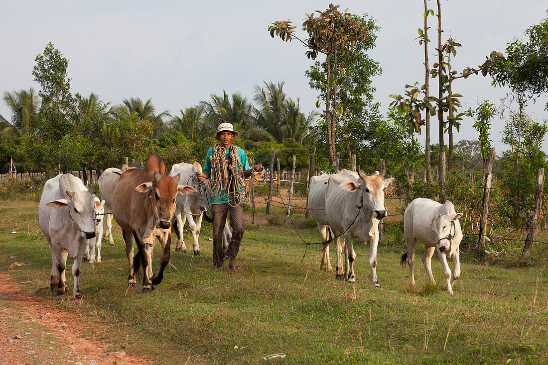 Bauer mit Rindern in der Provinz Kampot, Kambodscha, Asien