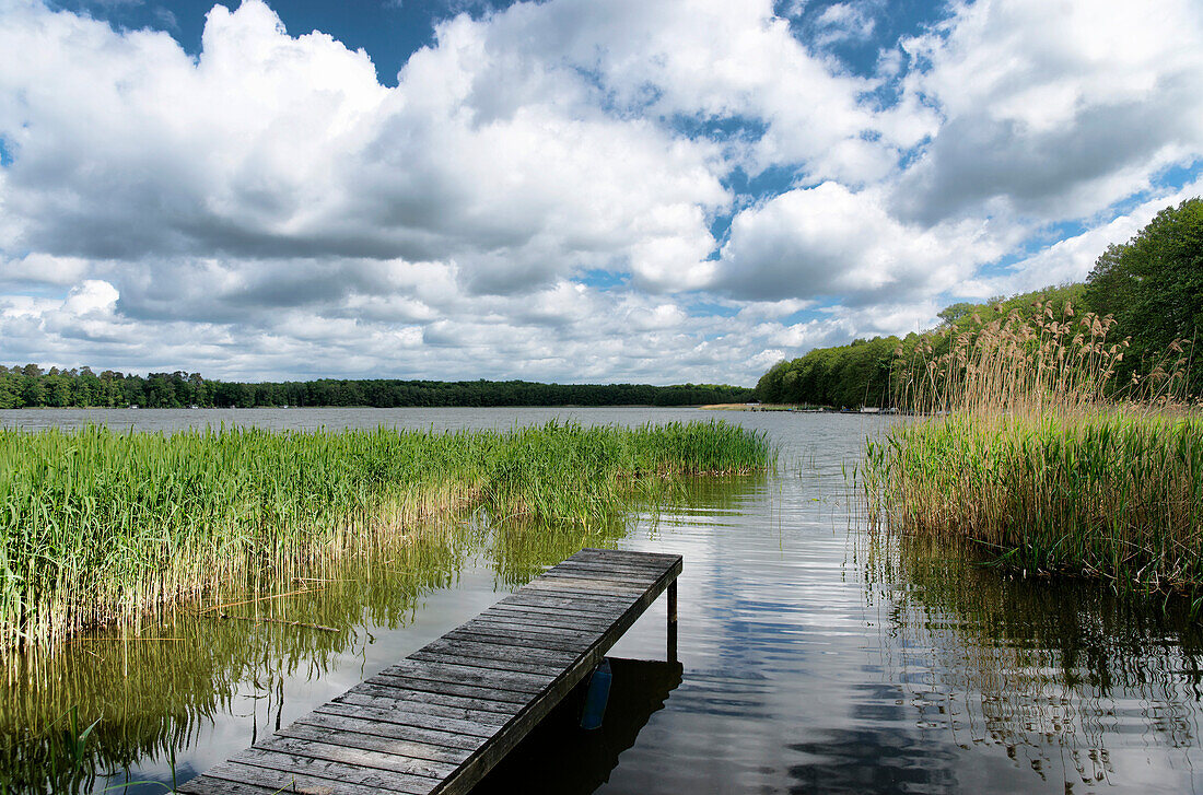 Boardwald at lake Wentow in Zabelsdorf, Zehdenick, Land Brandenburg, Germany, Europe