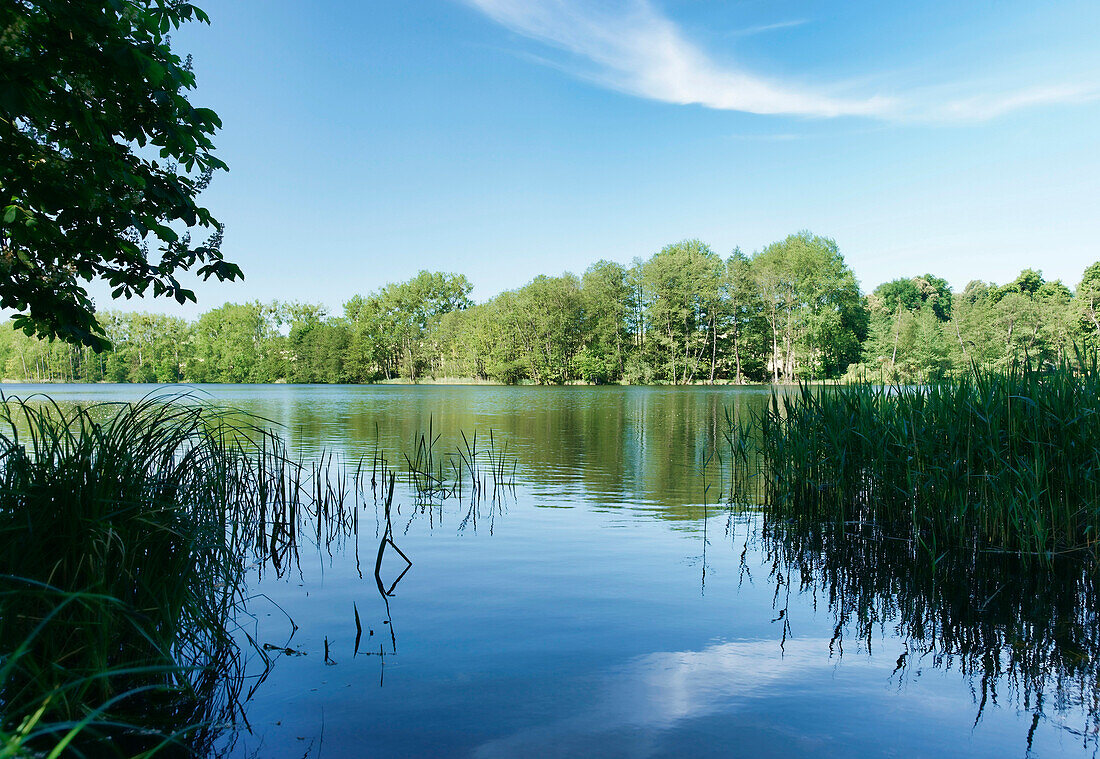 Lake Suckower Haussee in the sunlight, Uckermark, Land Brandenburg, Germany, Europe