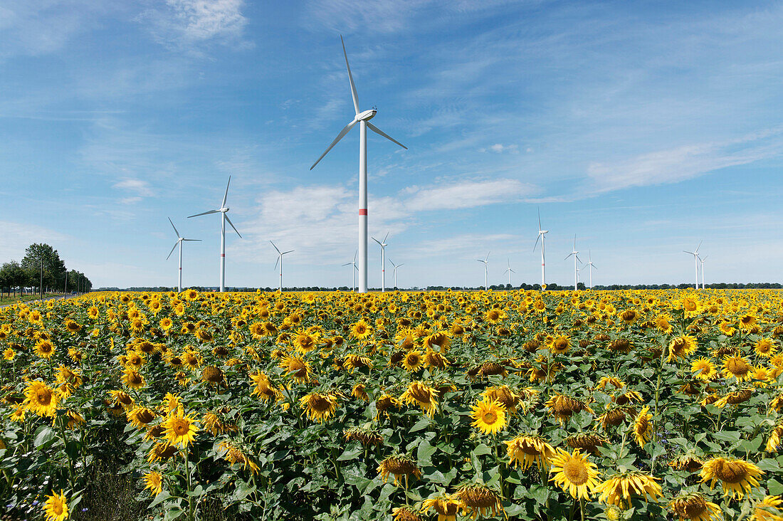 Field of sunflowers and wind wheels, Zehdenick, Land Brandenburg, Germany, Europe