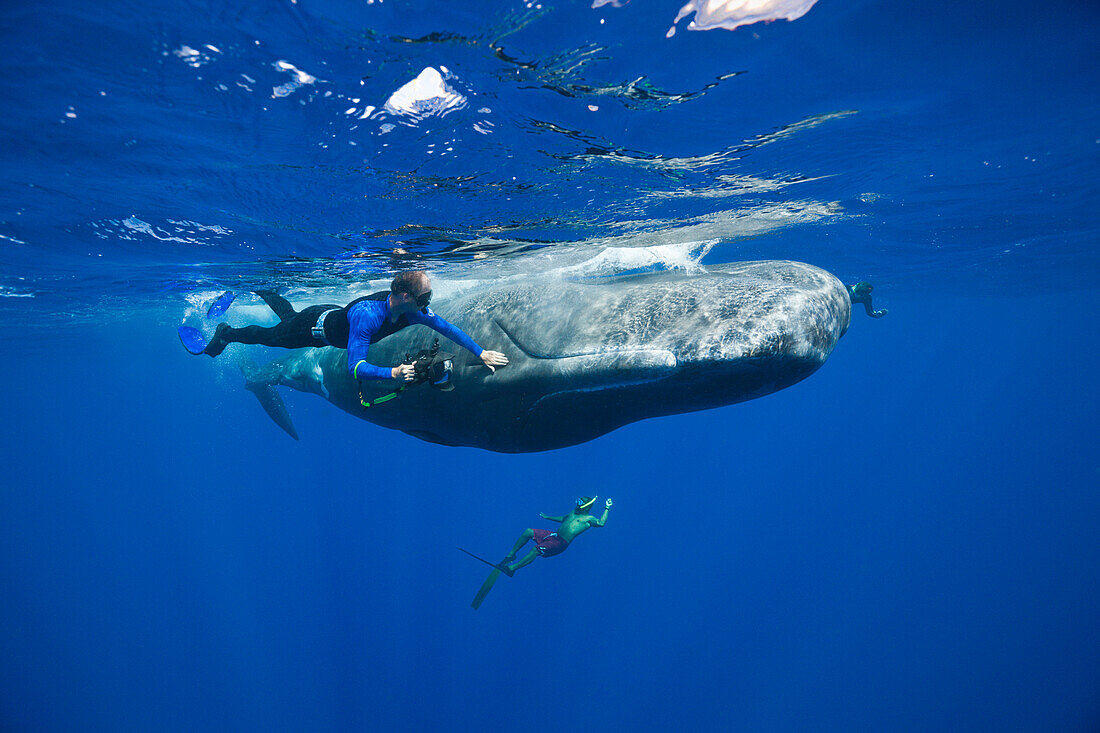 Schnorchler streichelt Pottwal, Physeter macrocephalus, Karibik, Dominica, Inseln unter dem Winde, Kleine Antillen, Antillen, Westindische Inseln, Karibik, Mittelamerika, Nordamerika