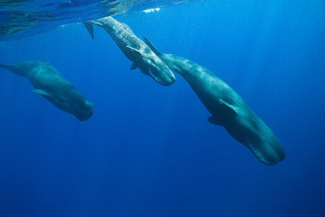 Sozialisierende Gruppe Pottwale, Physeter macrocephalus, Karibisches Meer, Dominica, Inseln unter dem Winde, Kleine Antillen, Antillen, Westindische Inseln, Karibik, Mittelamerika, Nordamerika