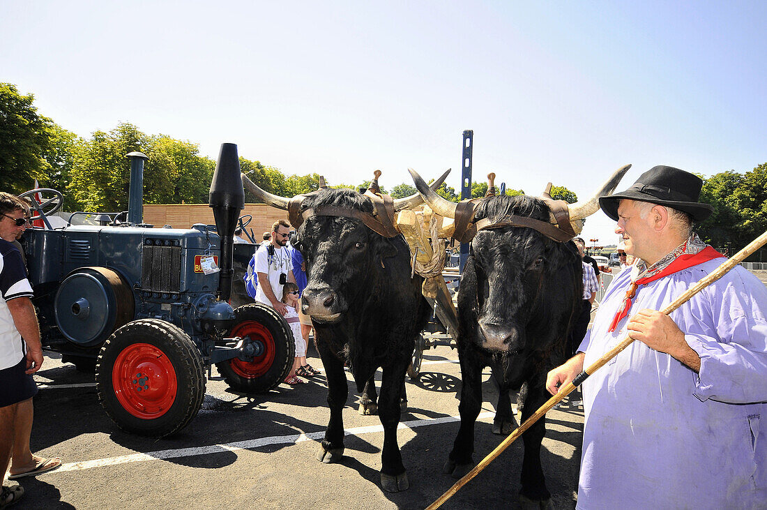 La Festa del Pais, Menschen und Ochsenwagen auf der Strasse in St. Flour, Cantal, Auvergne, Frankreich, Europa