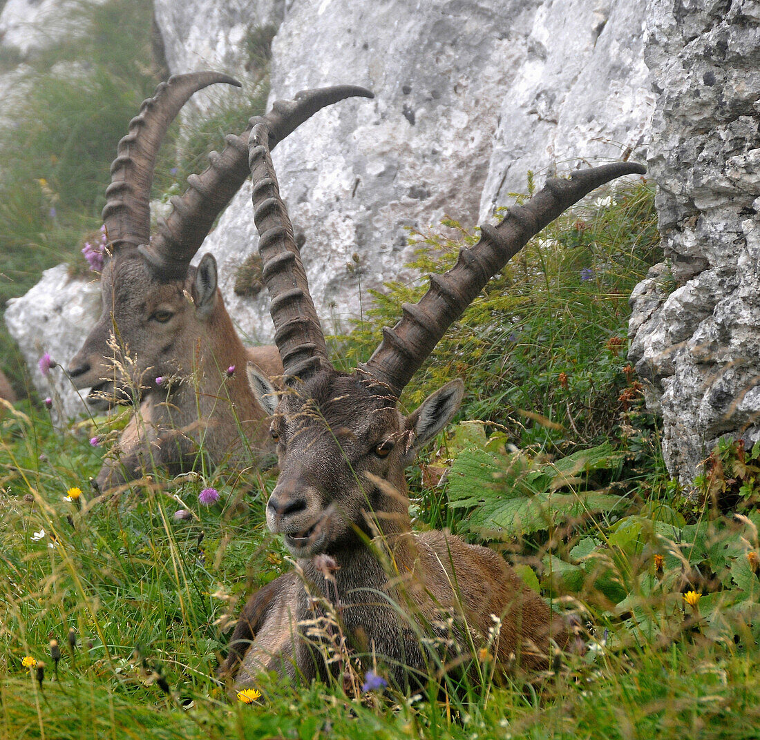 Capricorns under the Benediktenwand, Upper Bavaria, Germany, Europe