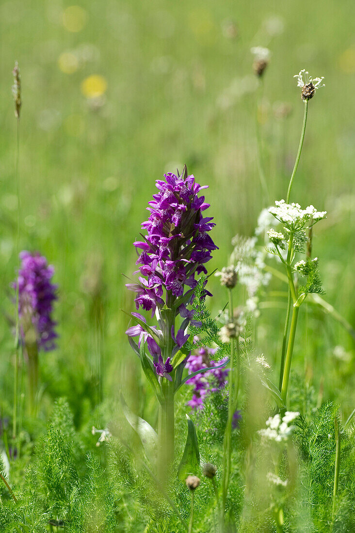 Western marsh orchid in a meadow, Taubergießen near Rust, Ortenau, Baden-Wuerttemberg, Germany, Europe