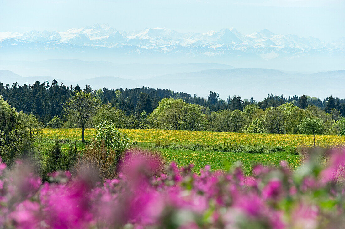 Blühende Wiesen bei Höchenschwand mit Schweizer Alpen im Hintergrund, Schwarzwald, Baden-Württemberg, Deutschland, Europa