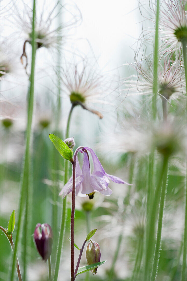 Columbine and pasque flower in a meadow, Kaiserstuhl, Baden-Wuerttemberg, Germany, Europe