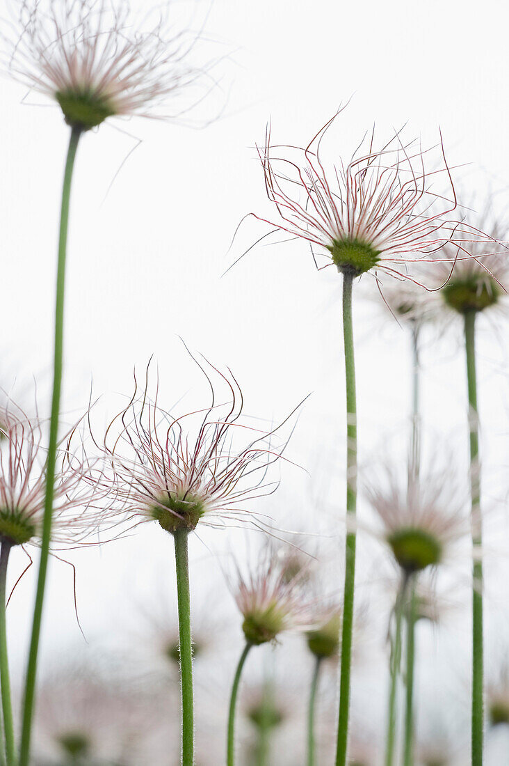 Pasque flower in a meadow