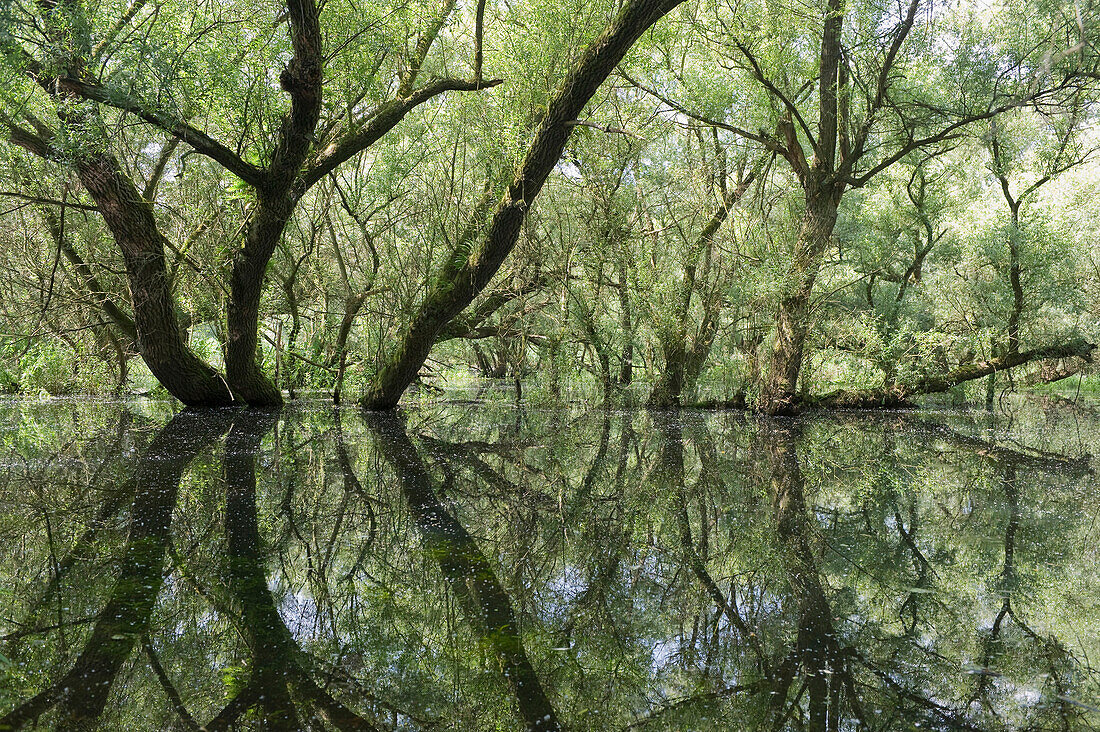 Silberweide am Ufer eines Altrheinarms, Rhein, Baden-Württemberg, Deutschland, Europa