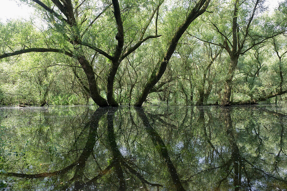 White willow on the bank of river Rhine, Baden-Wuerttemberg, Germany, Europe