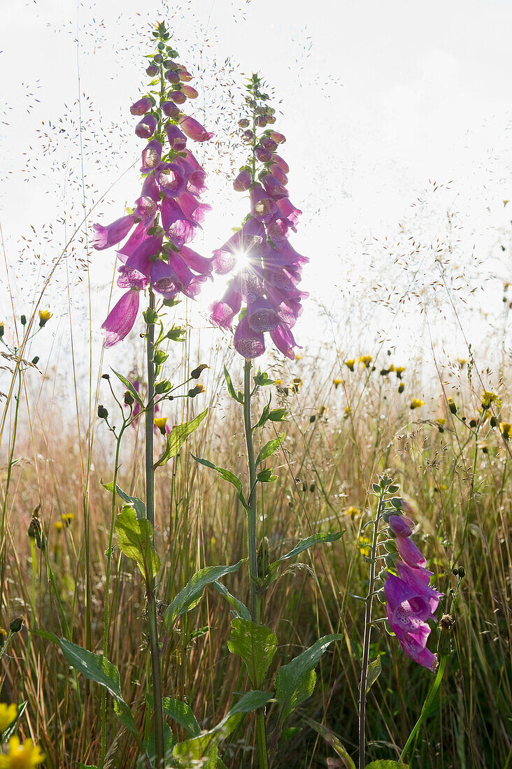 Foxglove in a meadow at Hochfirst, Titisee, Black Forest, Baden-Wuerttemberg, Germany, Europe