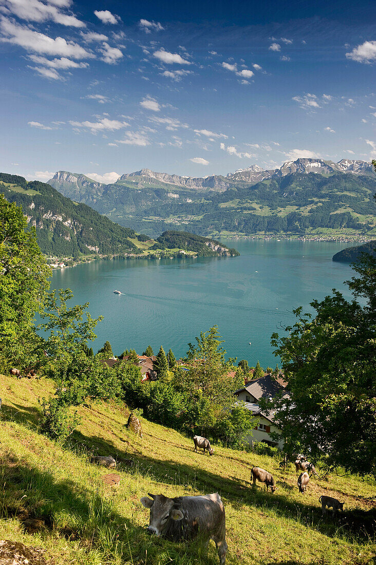 Blick über Wiese mit Kühen auf den Vierwaldstättersee, Weggis, Vierwaldstättersee, Kanton Luzern, Schweiz, Europa