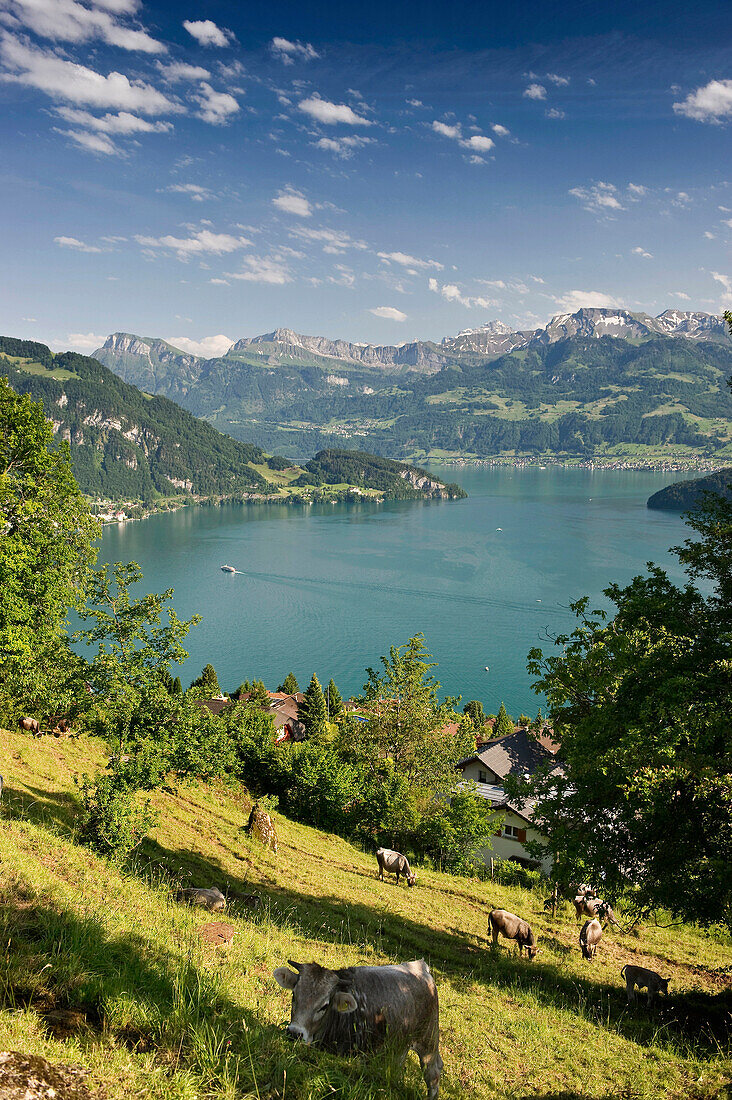 View over pasture with cows onto lake Lucerne, Weggis, Lake Lucerne, canton Lucerne, Switzerland, Europe