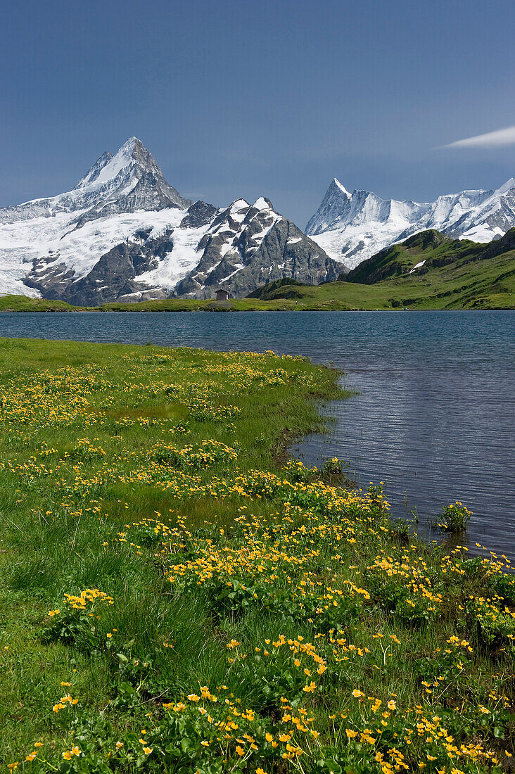 Lake Bachalpsee close to the First and Schreckhorn, canton of Bern, Switzerland, Europe