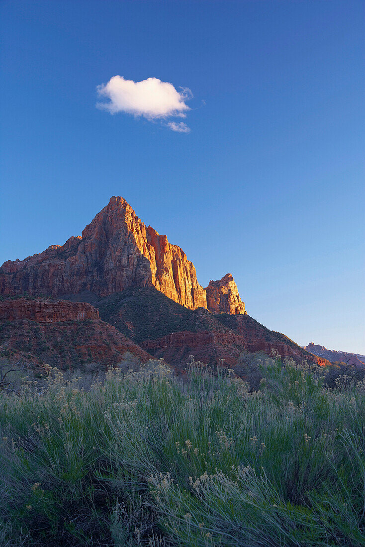 Evening sun on the Watchman, Zion National Park, Utah, USA, America