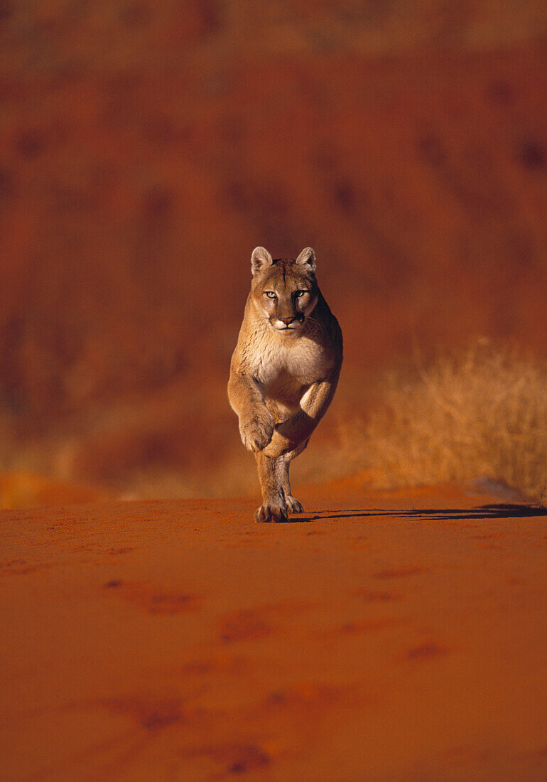 Puma or cougar running on red sand, Felis concolor, Monument Valley, Arizona, USA