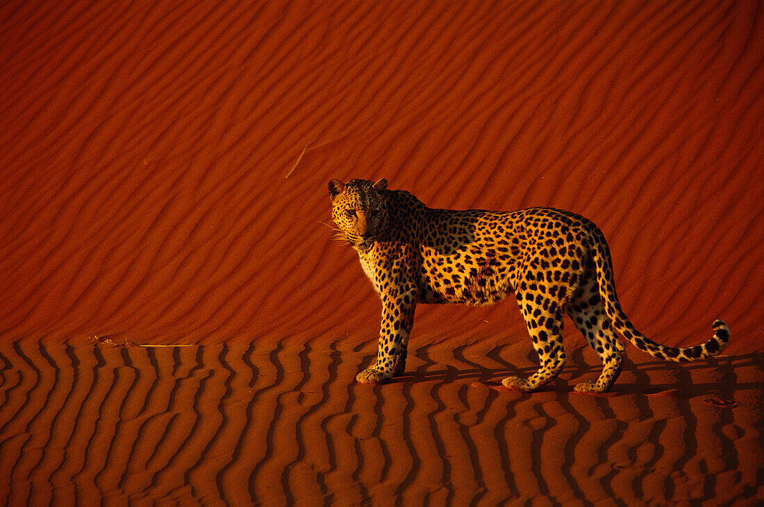 Leopard in der Wüste, Panthera pardus, Namib Naukluft Desert, Namibia, Afrika