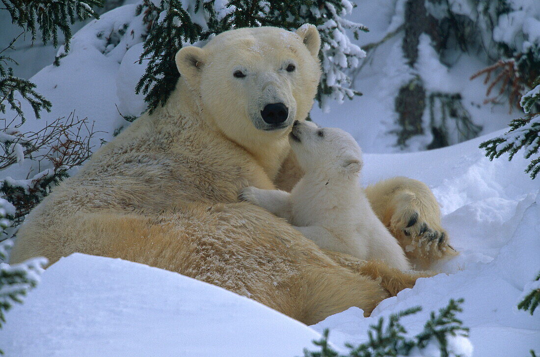 Polar bear mother and cub outside den in the snow, Ursus maritimus, Canada