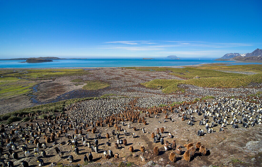Large colony of king pinguins, Aptenodytes patagonicus, brown birds are chicks, Salisbury Plain, South Georgia