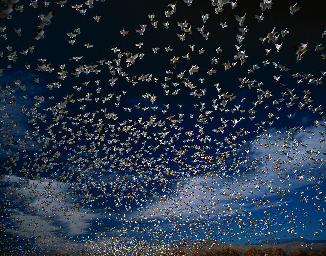 Eine Gruppe Schneegänse im Flug, Anser caerulescens, Bosque del Apache National Wildlife Reserve, New Mexico, USA