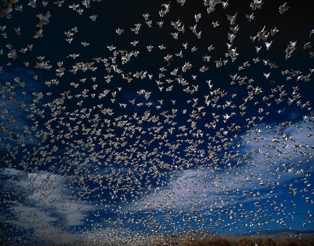 Huge flock of snow geese in flight, Anser caerulescens, Bosque del Apache National Wildlife Reserve, New Mexico, USA