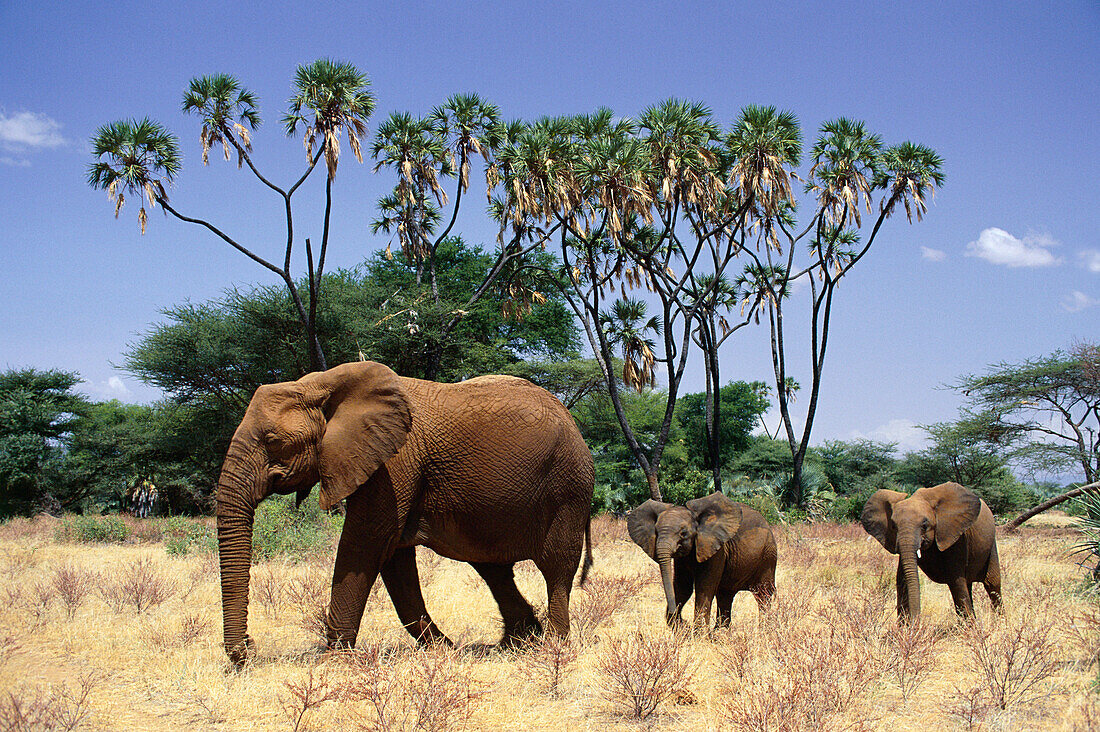 Afrikanischer Elefant mit Junges in der Nähe eines Doumpalme, Loxodonta africana, Samburu National Reserve, Kenya, Afrika