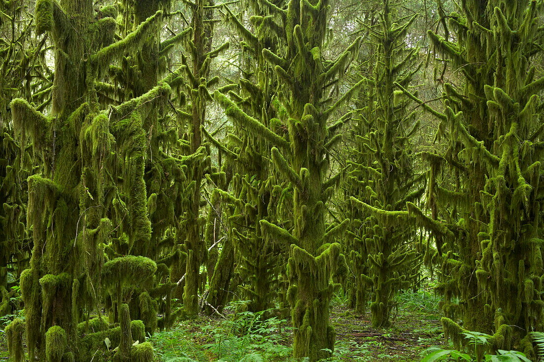 Trees in the forest covered in moss, Old, Tillamook, Oregon, USA