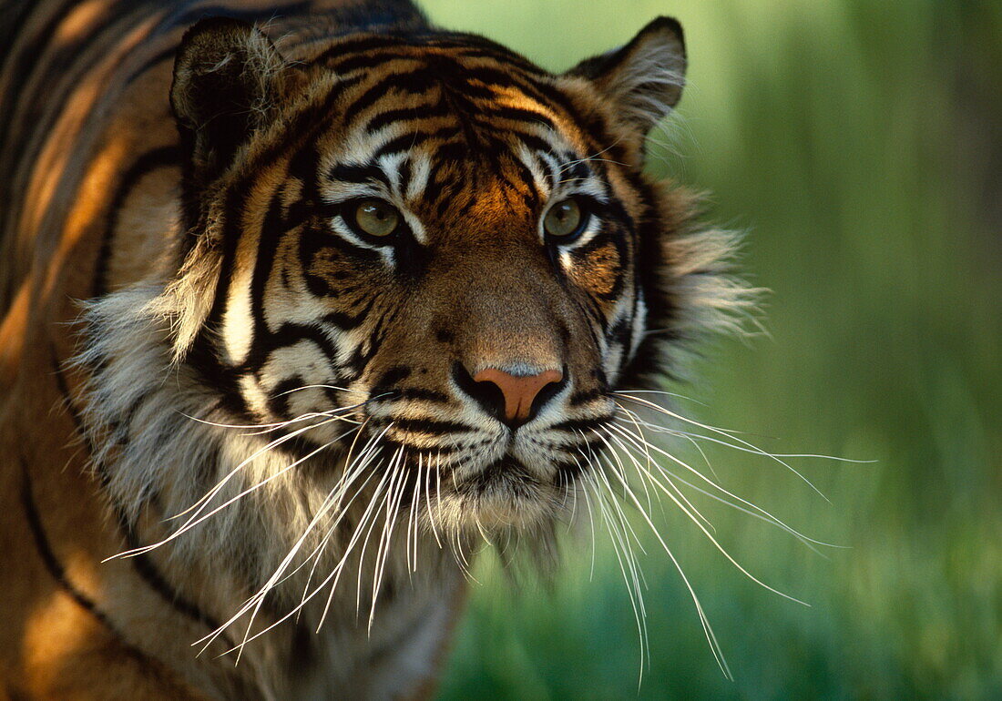 Sumatra Tiger, Nahaufnahme vom Kopf, Panthera tigris sumatrae, Endangered species, Sumatra, Asien