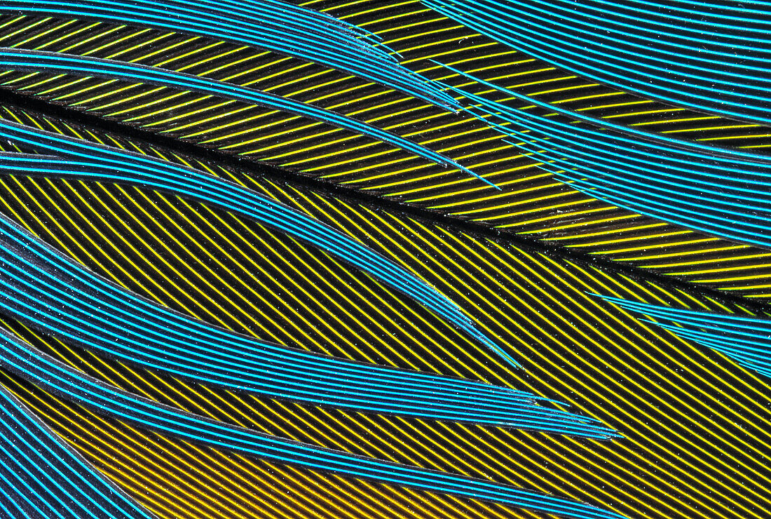 Close-up of parrot feathers, yellow and blue, detail, bird, Animal