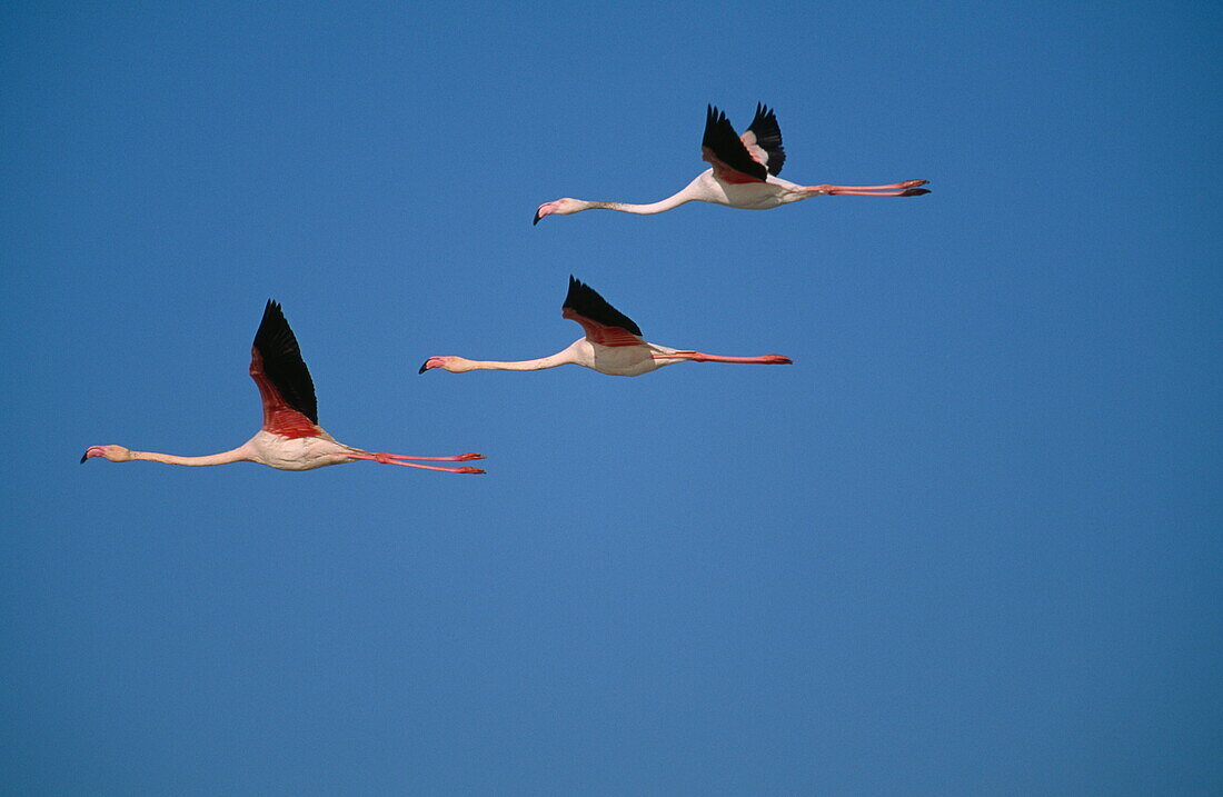 Greater flamingoes in flight, Phoenicopterus ruber roseus, Camargue, Southern France