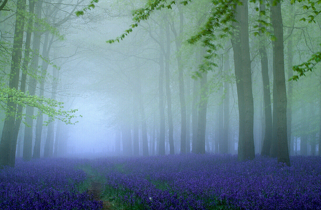 Bluebells in flower in woodland, Hyacinthoides non-scripta, Ashridge, Hertfordshire, England, Great Britain