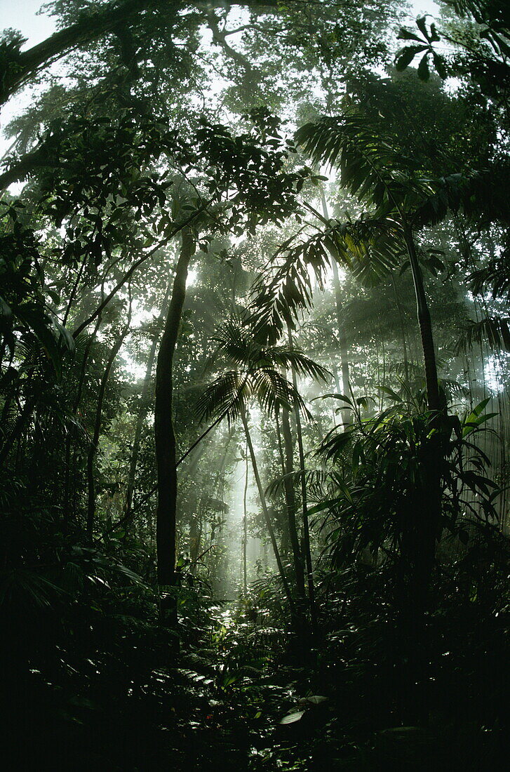 Regenwald, Blick auf nebligen Innenraum, Venezuela, Südamerika