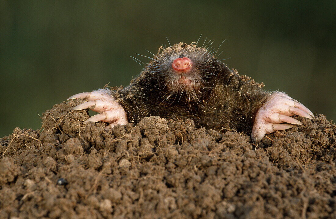 Mole on a molehill, Talpa europaea, Dorset, England, Großbritannien