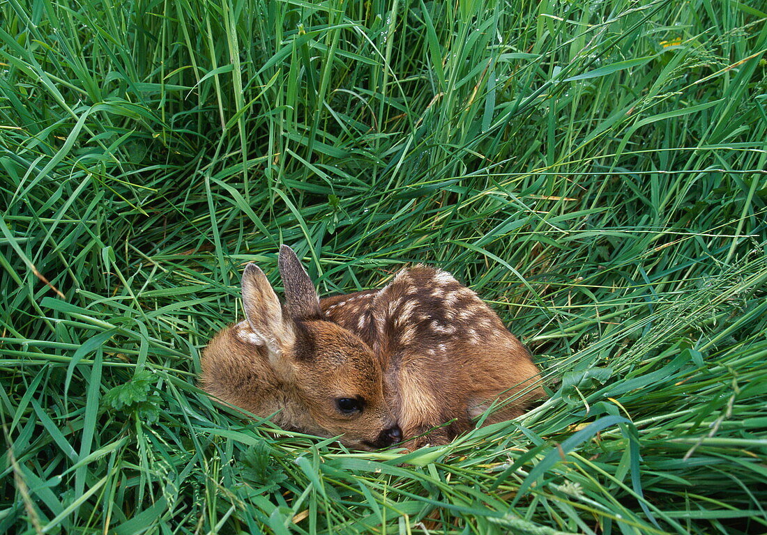 Roe deer fawn concealed in tall meadow grass, Capreolus capreolus, Dorset, England, Great Britain