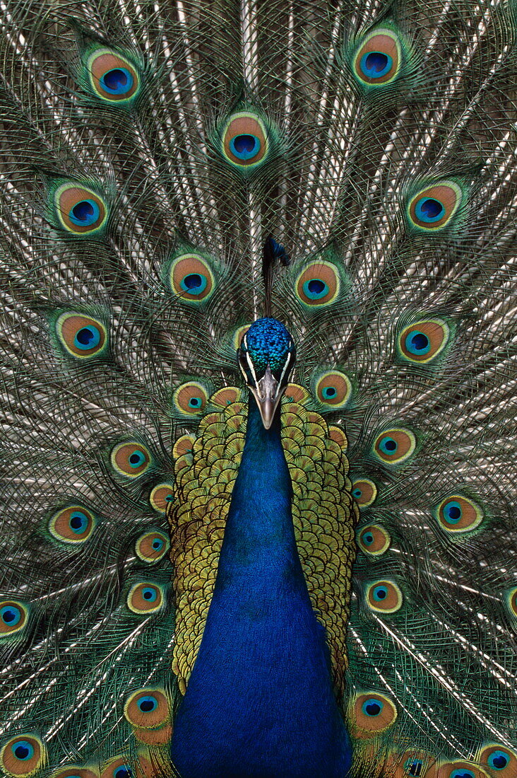 Peacock displaying its feathers, Pavo cristatus, Captive bird, England, Great Britain