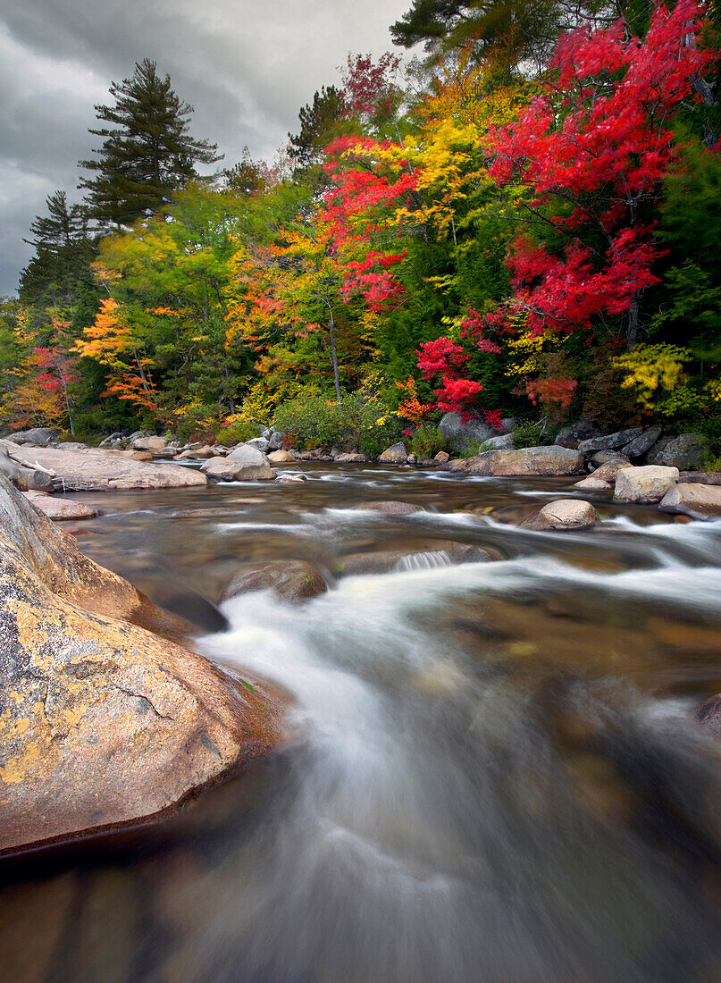 Swift Fluss und Bäume im Herbstlaub, White Mountains, New Hampshire, USA, Amerika