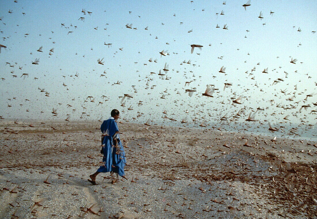 Schwarm Heuschrecken in der Wüste, Mann läuft durch den Schwarm, Nordafrika, Afrika