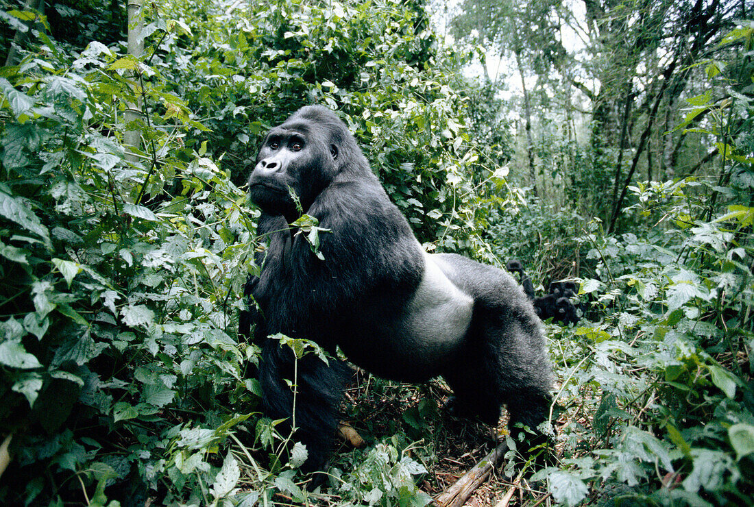 Silberrücken in Drohhaltung, Östliches Tiefland, Demokratische Republik Kongo, Afrika