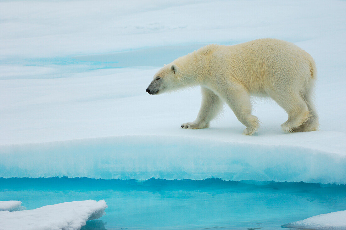 Polar bear, Ursus maritimus, on an iceberg, Svalbard, Norwegian Arctic, Norway, Arctic Ocean