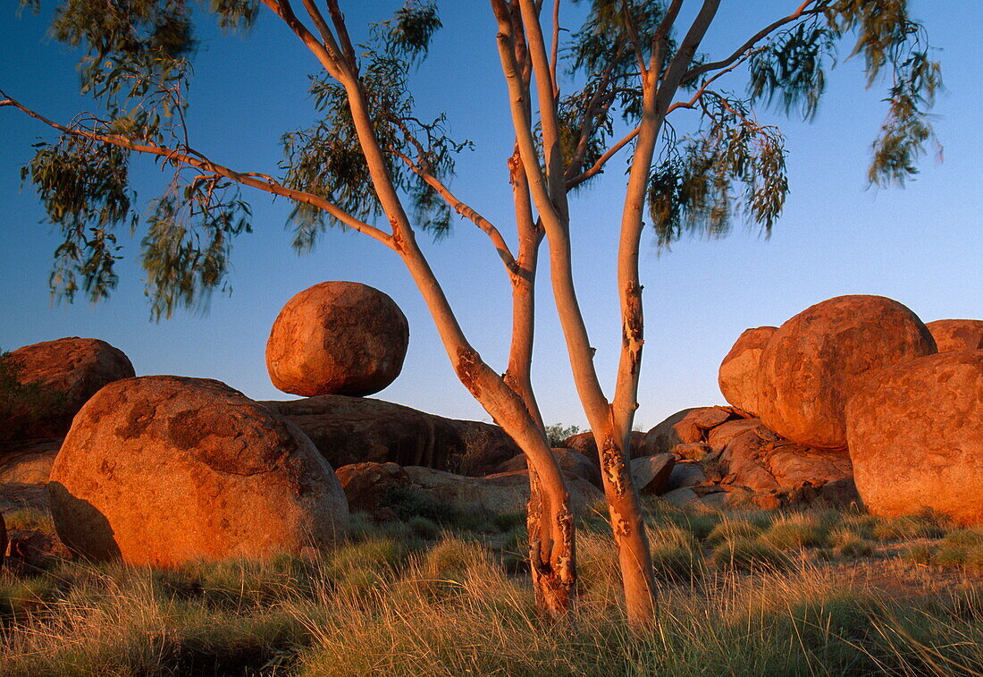 Devil's marbles, Felsbrocken und Eukalyptusbaum im Abendlicht, Northern Territory, Australien
