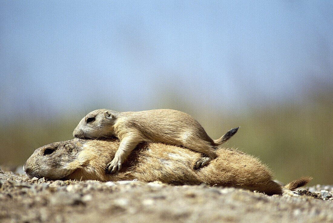 Black tailed prairie dog with cub on its back, Arizona, USA, America