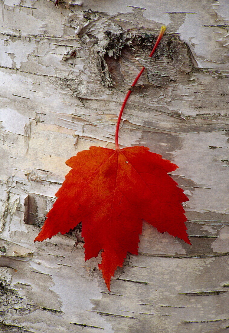 Fallen red maple leaf hanging on white birch bark, Michigan, USA, America