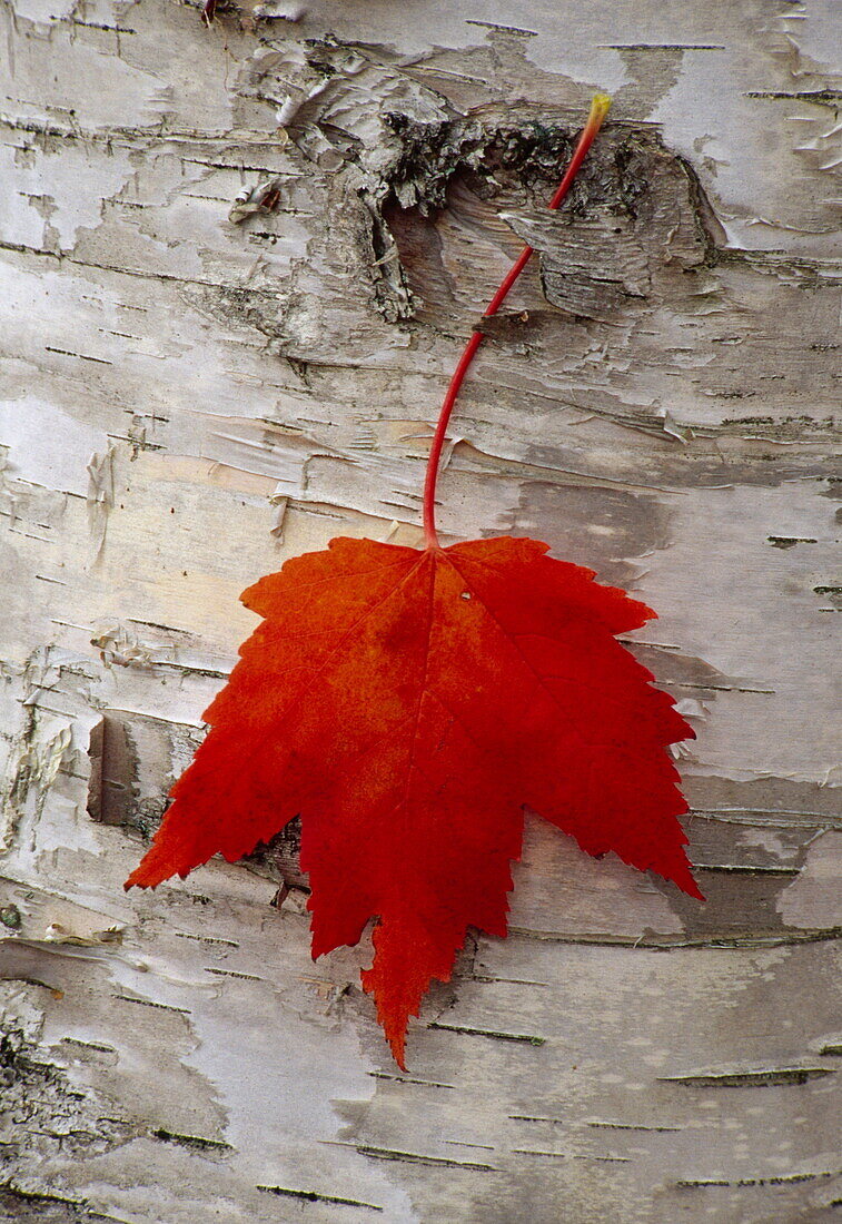 Rotes Ahornblatt hängt an weisser Birkenrinde, Michigan, USA, Amerika