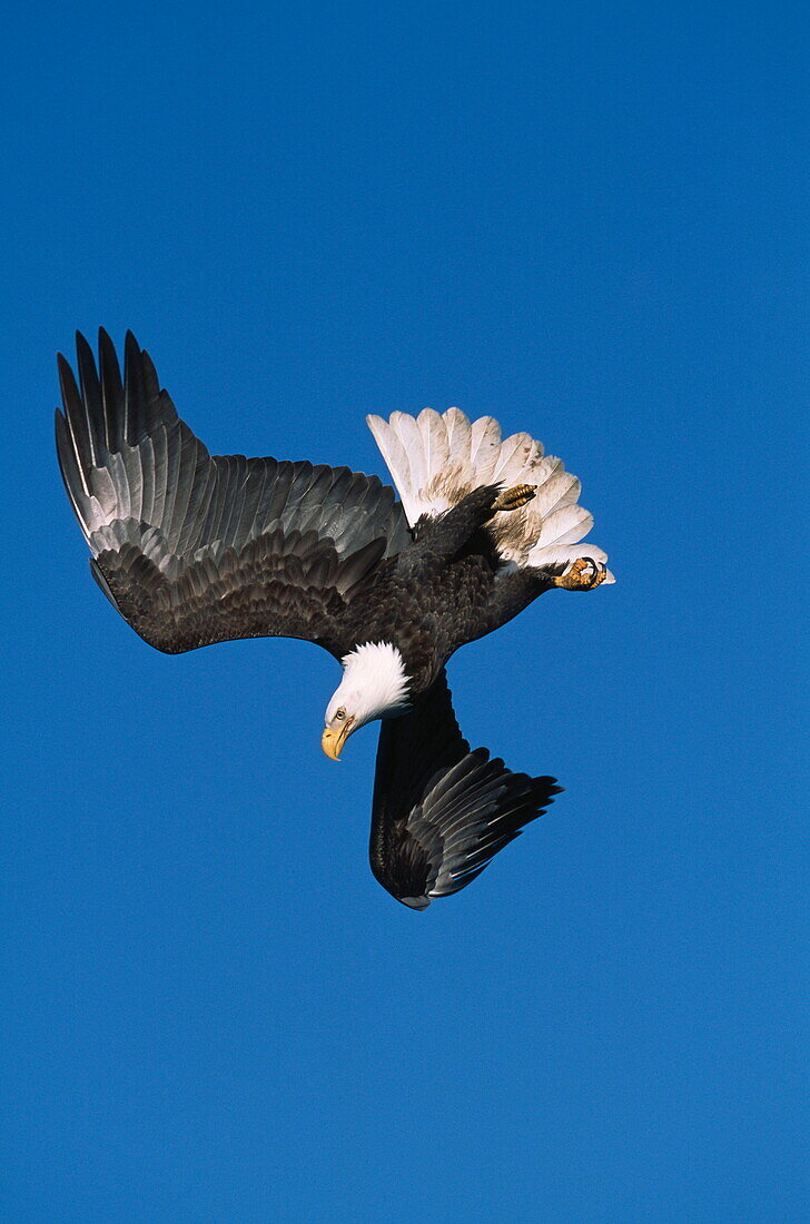 Bald eagle nosediving, Alaska, USA, America