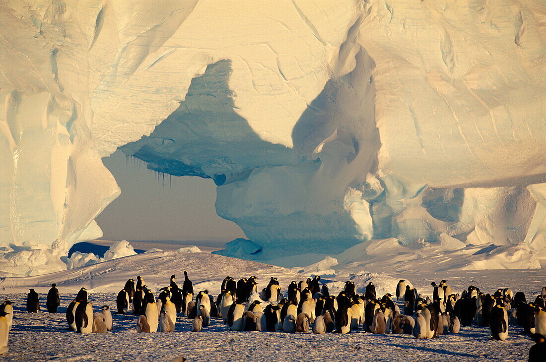 Gruppe von Kaiserpinguinen in der Atka Bucht, Antarktis