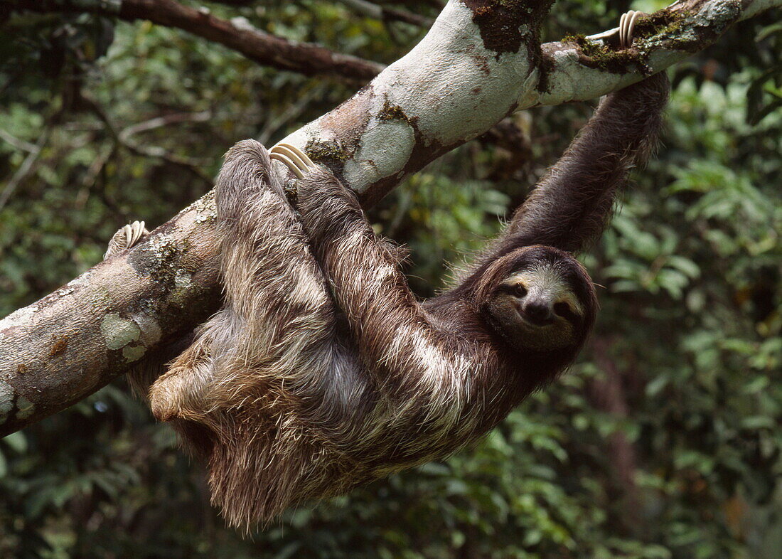 Pale throated sloth hanging on a tree, Cahuita National Park, Costa Rica, America