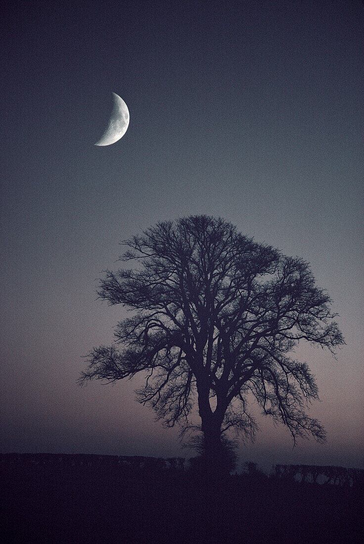 Wych elm with waxing moon, England, Great Britain, Europe