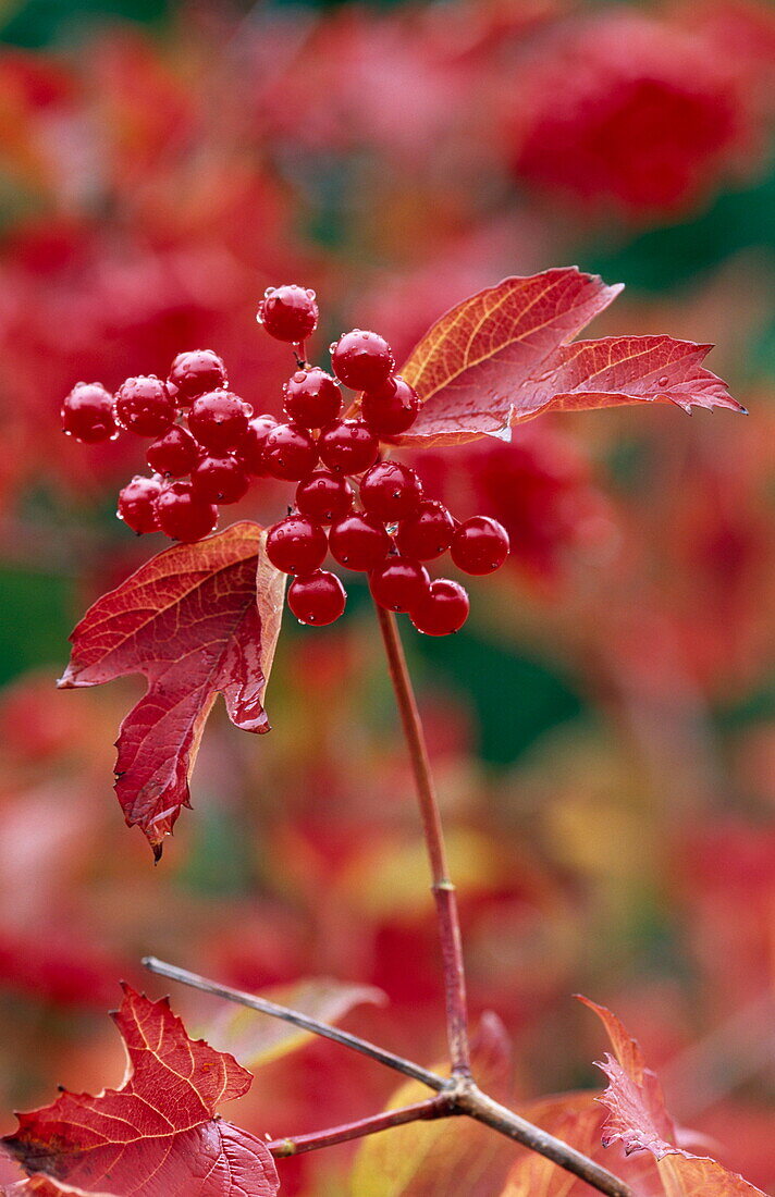 Guelder rose berries in autumn, England, Great Britain, Europe