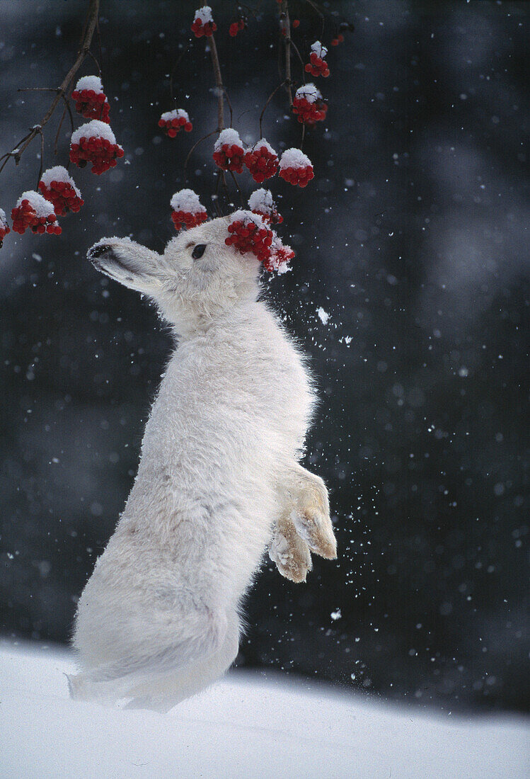 Mountain hare in the snow eating berries, England, Great Britain, Europe