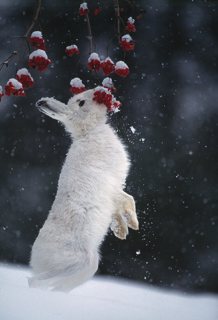 Schneehase knabbert Beeren im Schnee, England, Grossbritannien, Europa